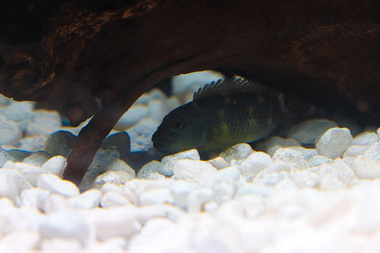 african cichlid