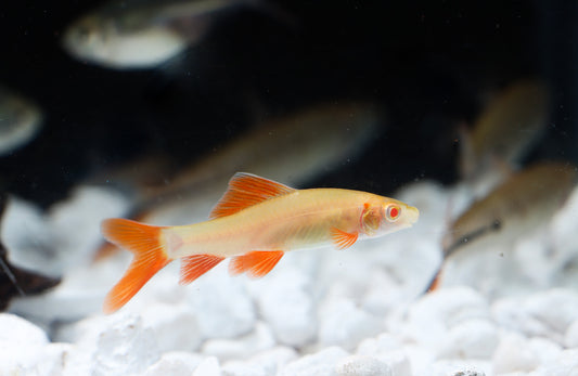 Albino Rainbow Shark