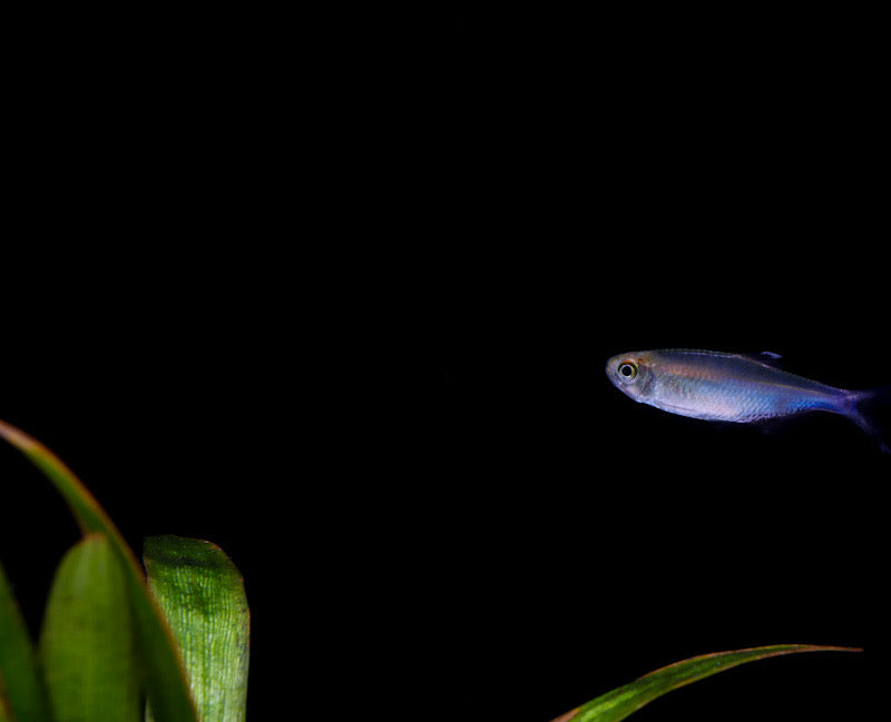 Blue Tetra