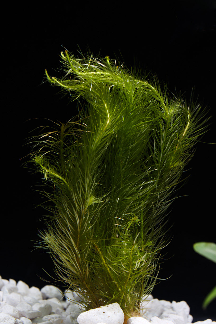 Foxtail – Natural Environment Aquatix