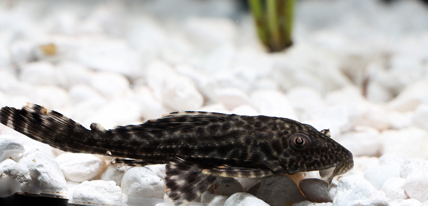 Common Plecostomus