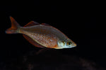 Load image into Gallery viewer, Rainbowfish
