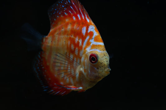 Pigeon Blood Discus