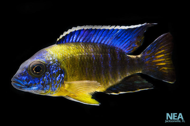 african cichlid