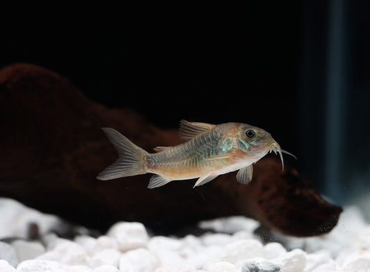 Gold Green Corydoras Catfish