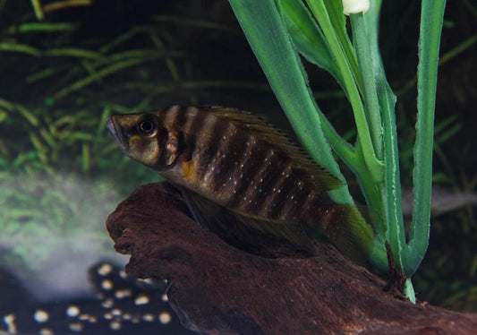 Fire Fin Compressicep Cichlid