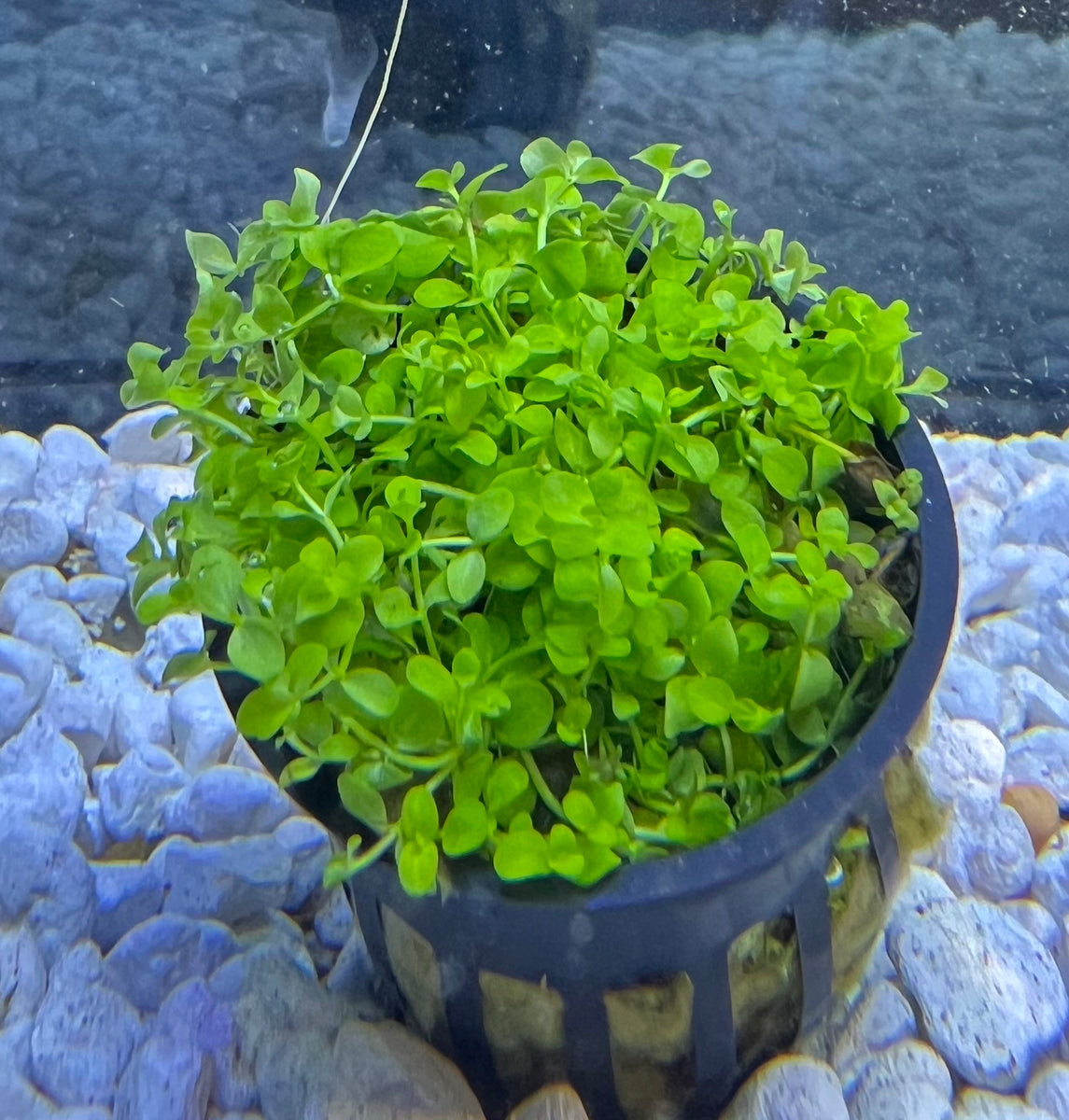 Monte Carlo Potted Plant