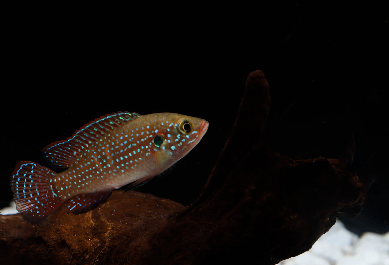 Turquoise Jewel Cichlid