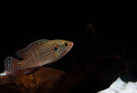 Load image into Gallery viewer, Turquoise Jewel Cichlid
