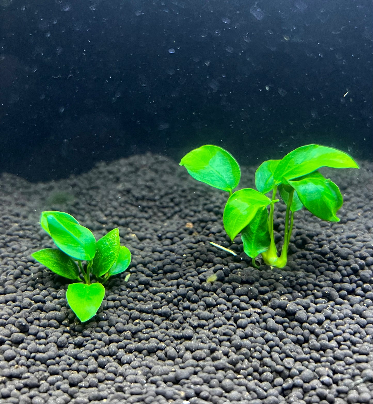 Anubias Nana Golden