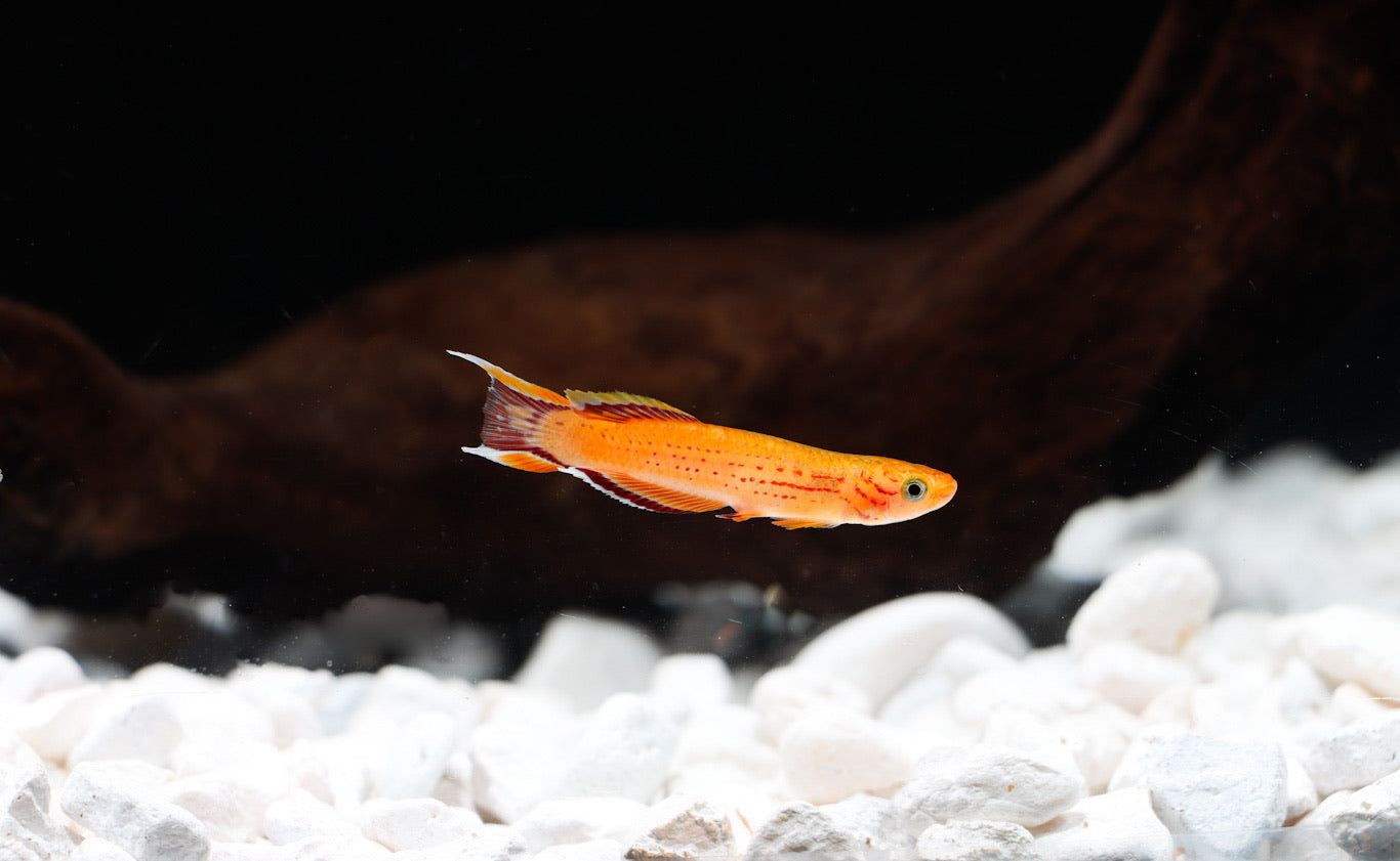 Aphyosemion australe "Gold Australe Killifish" Pair