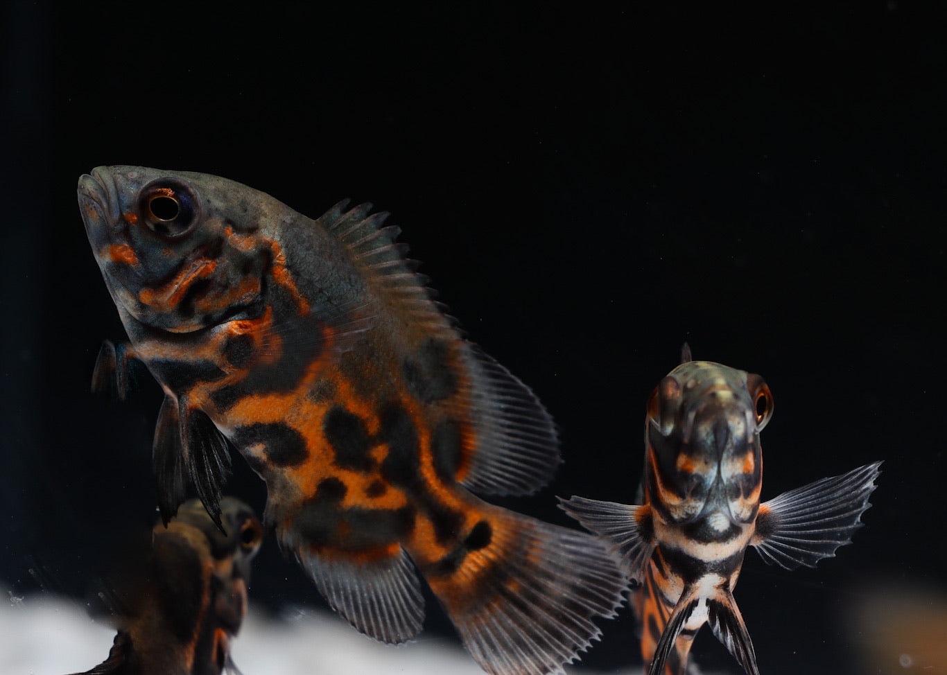 Tiger Oscar Cichlid