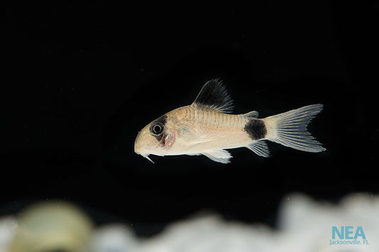 A single Panda Corydoras Catfish swimming in an aquarium with a white substrate.