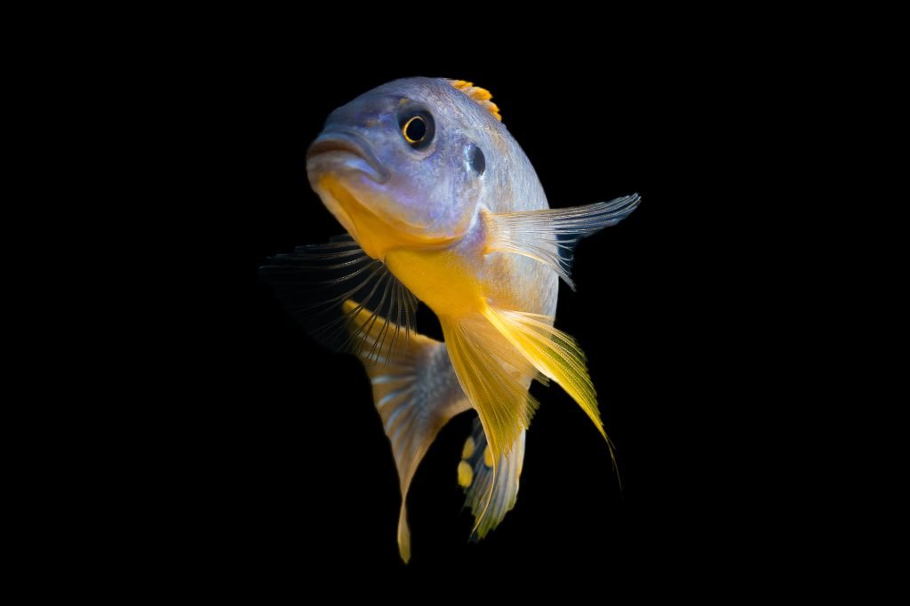 african cichlid