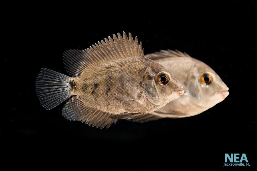 Amphiacanthoides Uaru Cichlid