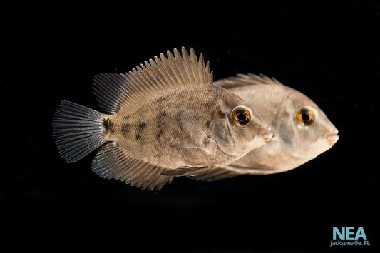 Amphiacanthoides Uaru Cichlid